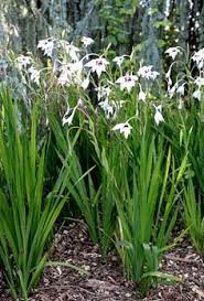 Image result for Gladiolus murielae