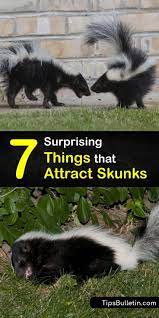 7 Surprising Things That Attract Skunks In 2021 Skunk Repellent Skunk Getting Rid Of Skunks