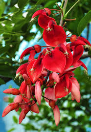 Image result for Erythrina crista-galli