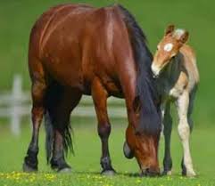 Faire Un Poulain Mode D Emploi Classequine Trouvez les meilleures vidéos gratuites sur le thème « cheval jeune poulain marchant dans la boue ». faire un poulain mode d emploi