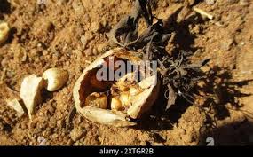Image result for Trochomeria macrocarpa