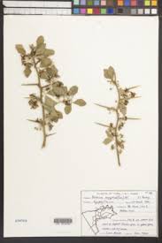 Image result for Balanites pedicellaris