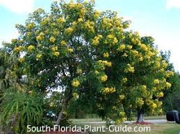 Just take a look at the royal poinciana, a large tree with showy known as the `flamboyant' in most tropical countries, it typically blooms in south florida in june and july, but some years by the middle of may. Cassia Trees Cassia Spp Cassia Trees Are Known For Their Display Of Delightfully Showy Bright Yellow Flowers De Flowering Trees Florida Trees Florida Plants