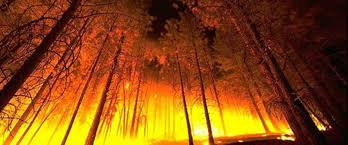 On average, we respond to 550 wildfires that burn approximately 148,000 acres per year. Wildfire Trends In The United States Sciline
