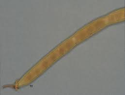 Image result for Tephrosia bracteolata