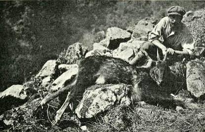Tiger Hunting Books
