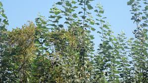 Image result for Zanha golungensis