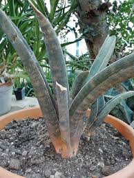 Image result for Sansevieria hallii