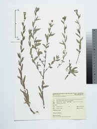 Image result for Oenothera indecora