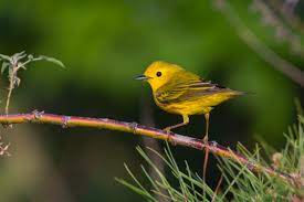 Maybe you would like to learn more about one of these? Yellow Warbler Audubon Field Guide
