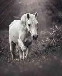 Rsde Rsde Adli Kullanicinin Horses Panosundaki Pin Atlar