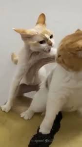 kedi dunyasi35 on instagram in 2021 instagram cats animals