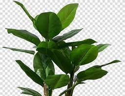 Green Leafed Plant Musa Basjoo Banana Leaf Tree Plant Tropical Banana Leaves Transparent Background Png Clipart Trees To Plant Banana Leaf Tree Plants
