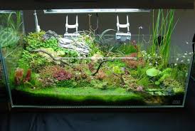 Nano Aquarium With Carnivorous Plants Carnivorous Plants Terrarium Aquatic Plants Fish Tank Terrarium
