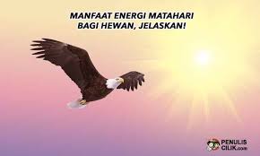 Manfaat Energi Matahari Bagi Hewan Jelaskan Penulis Cilik