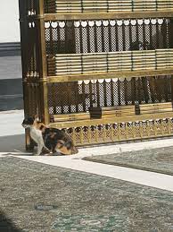Pin By Sadia Baloch On Makkah Madinah With Images Mecca Makkah Mosque
