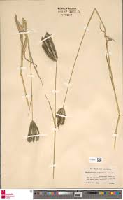 Image result for Porphyrostemma grantii