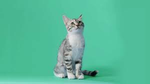 Thanks to the generous founders of dave & cheryl duffield foundation and maddie's fund® for covering all adoption fees for maddie's® pet adoption days, allowing us to find so many loving homes for our homeless. Spca Homepage Spca Of Northern Nevada