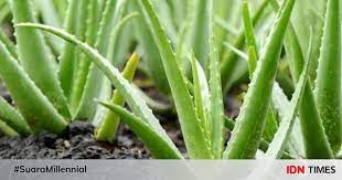 Dengan kandungan nutrisinya, lidah buaya dikenal memiliki manfaat untuk kulit termasuk wajah. 7 Jenis Aloe Vera Yang Harus Kamu Tahu
