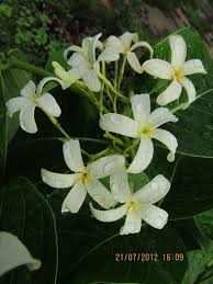 Image result for Holarrhena