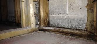 Once you find it, clean the area and fix the cause to prevent the mold from growing back. Preventing Mold When You Insulate Your Basement Ecohome