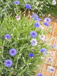 How to propagate perennial bachelor buttons. Tips Information About Bachelor Buttons Gardening Know How