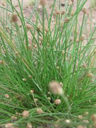 Image result for Eleocharis geniculata