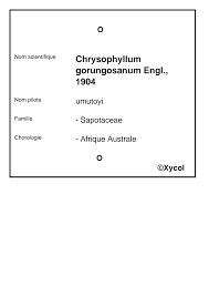 Image result for Chrysophyllum gorungosanum