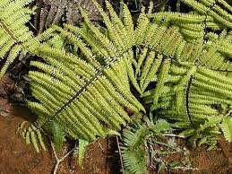 Image result for Gleicheniaceae