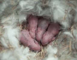 Raising Baby Rabbits Healthy Baby Rabbit Care Till 12 Weeks Old