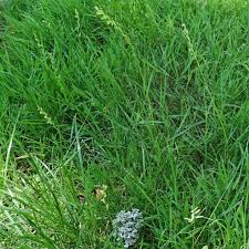 Image result for Lolium