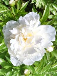 Beautiful plants suited to your region create a sense of place in your. 15 Perennial Flowers That Are Easy To Grow Stacy Risenmay