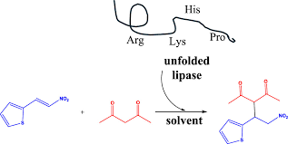 Image result for Lipase