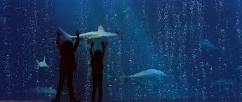Monterey Bay Aquarium Official Site Monterey Bay Aquarium California Travel Road Trips Summer Road Trip