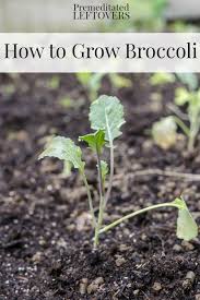 How to care for broccoli in your garden. Tips For Growing Broccoli In Your Garden