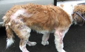 Sarcoptic and mange is a terrible disease, and it can kill. The Struggles Of Caring For Dog With Mange And Resolving The Issue By Pat Bagano Madredecacao Medium