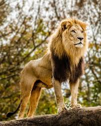 Image result for lion