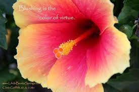 Blushing Is The Color Of Virtue Hibiscus Flower Spring Quotes Bonita Springs Florida Lovely Quote