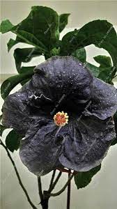 Tienda Online 2016 1 Bolsas 100 Unids Gigante Flor Hibisco Resistentes Color De La Mezcla Diy Temprano Jardin O P Hibiscus Plant Flower Seeds Bonsai Flower