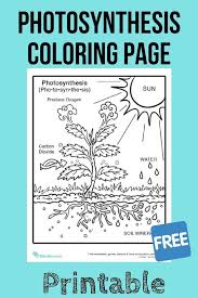 Introduce The Concept Of Photosynthesis To Your Young Scientist With This Free Coloring Page Photosynthesis Worksheet Photosynthesis Photosynthesis Activities