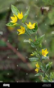 Image result for Myrsinaceae