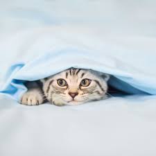 Find 113 listings related to second chance animal rescue in kansas city on yp.com. Dog And Cat Adoptions And Fosters Are Way Up During Coronavirus Pandemic Vox