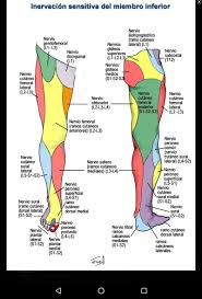 Pin De Josue En Anatomia Anatomia Musculos Anatomia Nervio