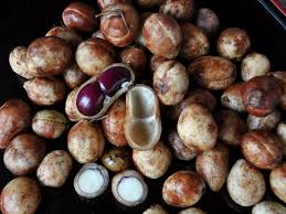 Mencari informasi tentang jenis kacang? Kacang Bogor Wikipedia Bahasa Indonesia Ensiklopedia Bebas