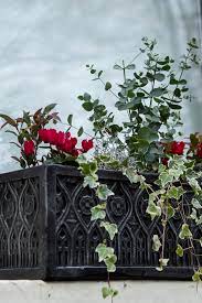 The selection for winter bedding plants is limited; How To Plant A Winter Window Box The Middle Sized Garden Gardening Blog