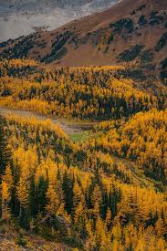 Users with some hiking experience will likely think this hike is easier than others, but those with less experience in the canadian rocky mountains and their elevation gain should prepare for a more challenging route. 5 Fall Larch Trees Hikes Near Calgary