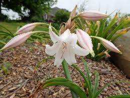 Image result for Crinum lugardiae