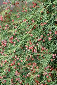 Image result for Asparagus minutiflorus