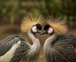 Endangered Species In India Endangered Animals Live More Zone