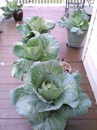 Fall Cabbage Grown In Large Containers On Deck Bonnie S Best And Wakefield Cabbage Zone 6 Winter Garden Large Containers Cabbage